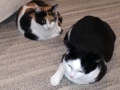 Lilly mit Freund Johny