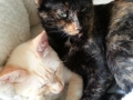 Pimkie und Ray neu Phiebie und Simba