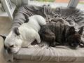 Pippo-und-Ghismo-27.12.21
