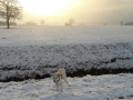 SnowyJuma Dez