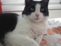 Thomas BG