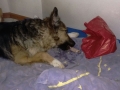 Wendy mit Weihnachtsknochen