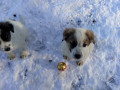 Atlas-Sina-5.12.19