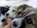 Camillo-Blacky-Holly-Solveigh-5.12.19