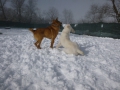Belko und Hero 1.2.2015 4 (beide Kurzschwaenzle)