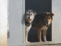 Chara und Romi beobachten den Spiel der Jungen  1.2.2015