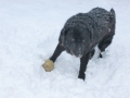 Nora 1.2.2015 4