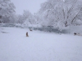 Wintermaerchen in Radulovtzi 1.2.2015