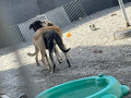 Rocco-Yuli-17.6.22